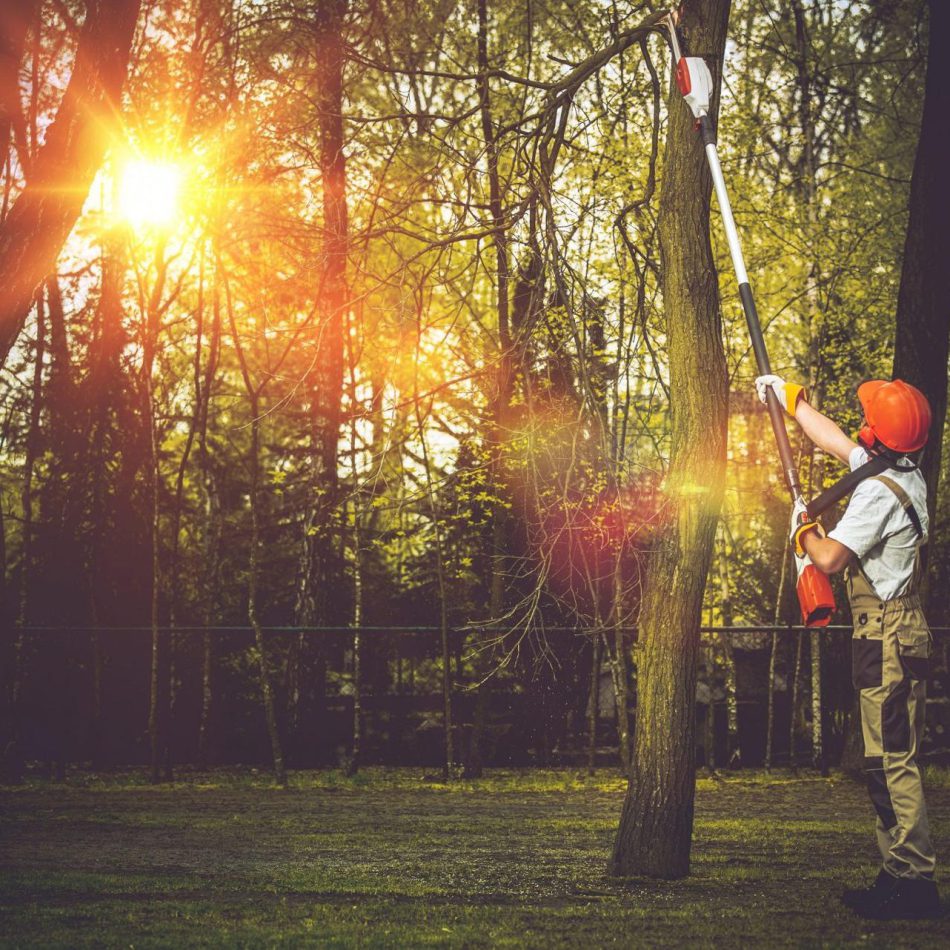 Chartwell Tree Pruning Contractors