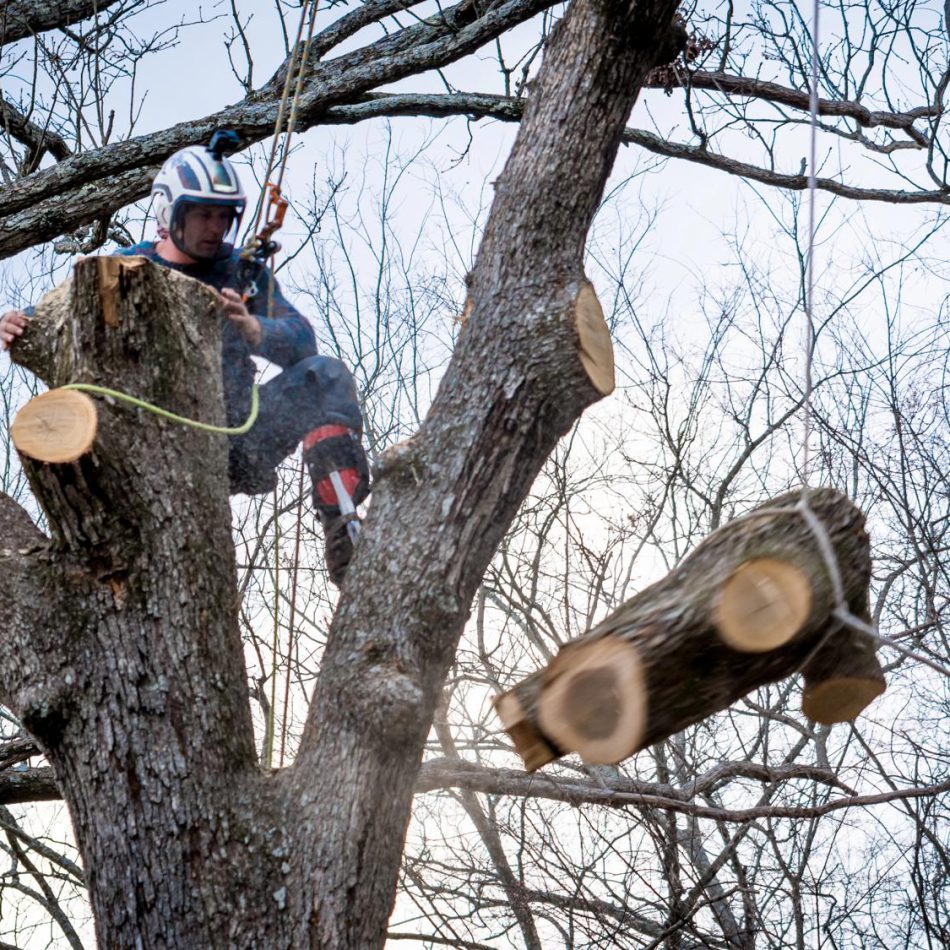 Inside Our Proven Tree Lopping Method in Hamilton