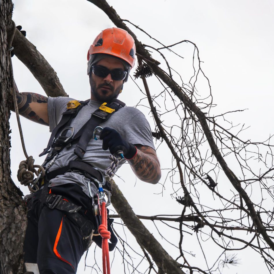 How to Find the Right Hamilton Tree Felling Services