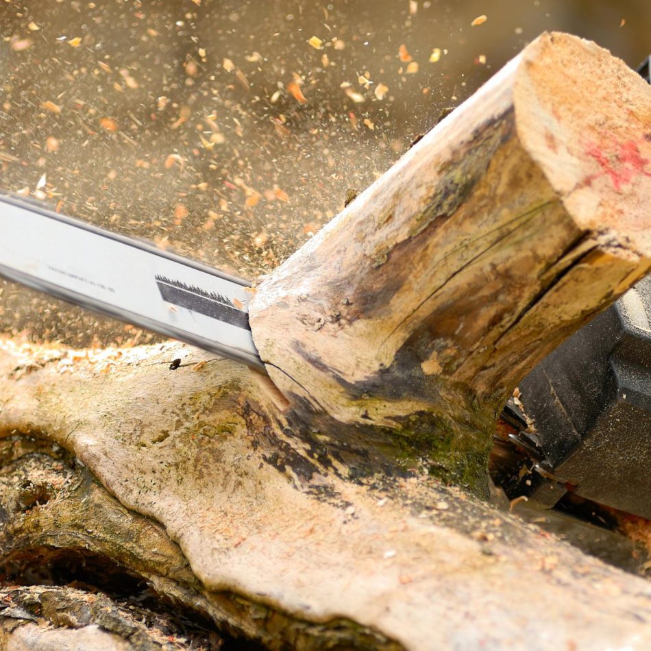 Hamilton Tree Felling Professionals