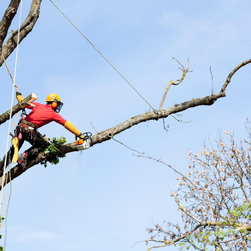 Flagstaff Tree Care Experts