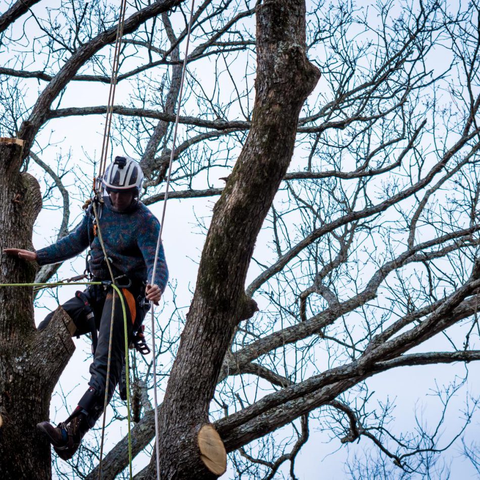 How to Find the Top Tree Cutting Services in Chartwell