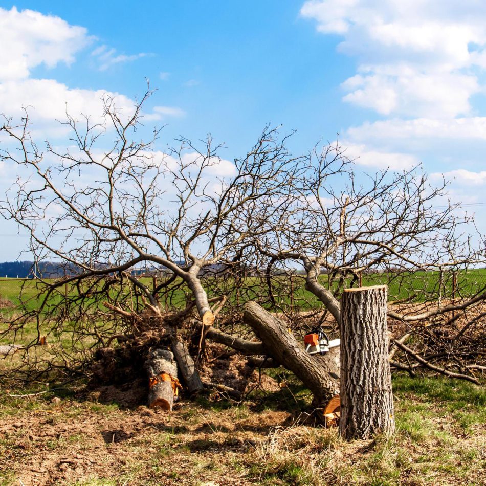 {Flagstaff's Top-Rated} Tree Care Providers