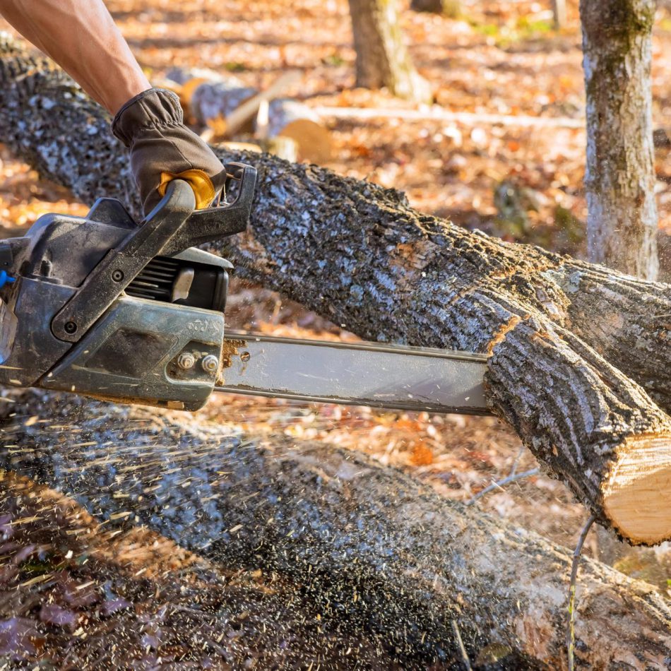 Inside Our Proven Tree Felling Method in Hamilton