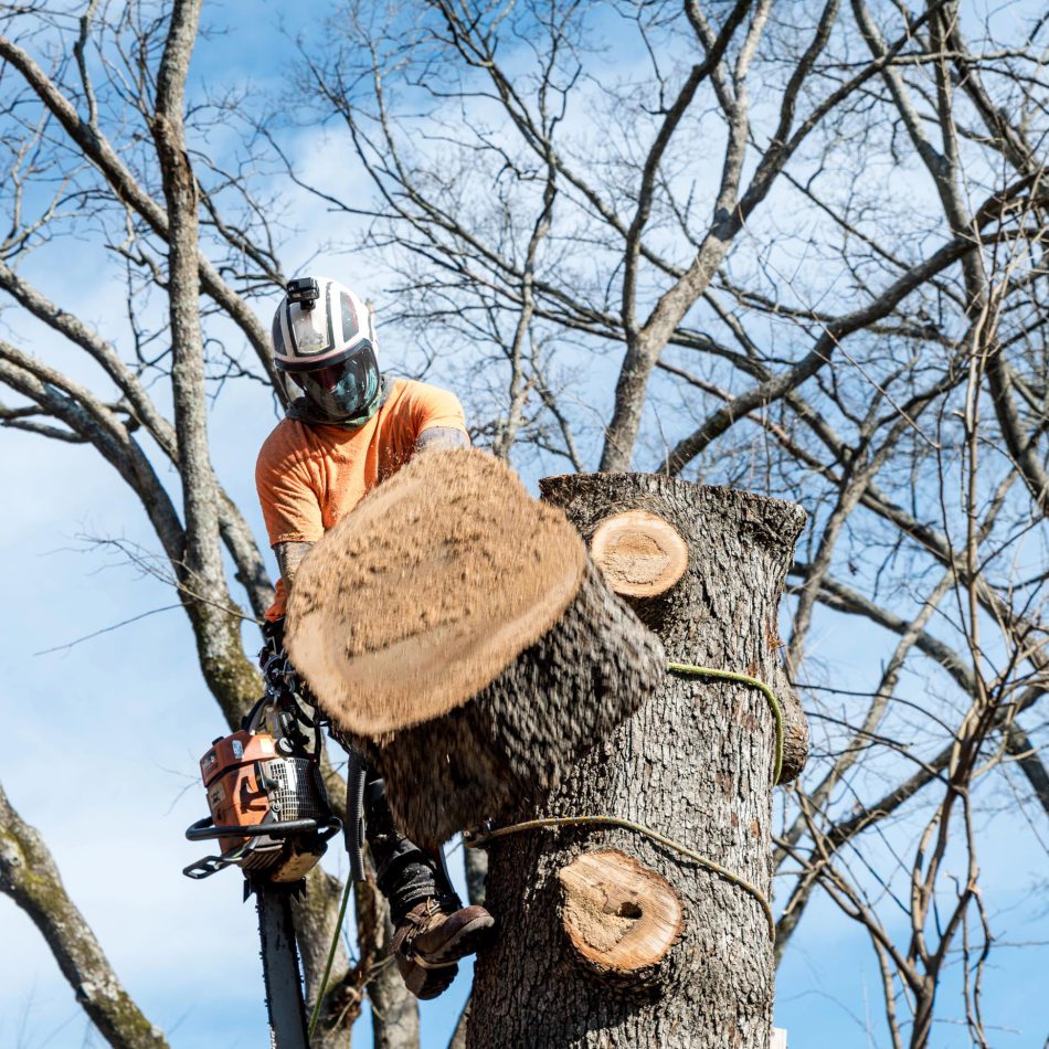 Major Benefits of Going with the Skilled Tree Services Service in Flagstaff
