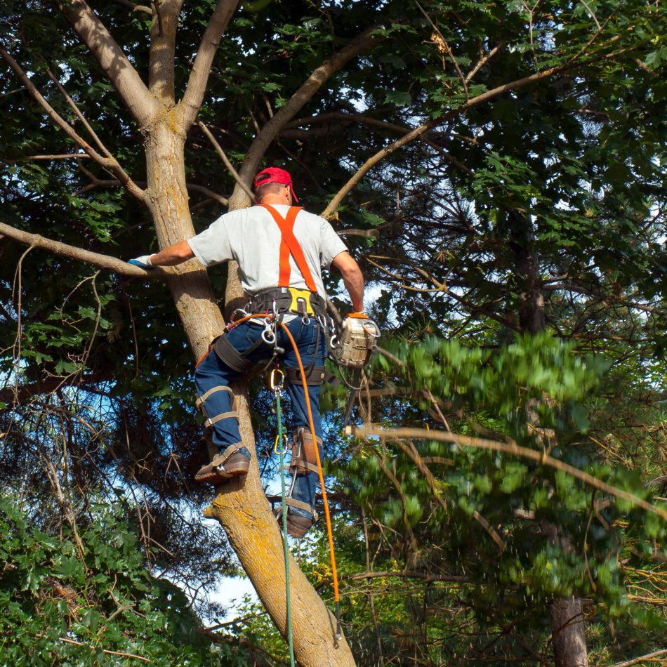 {Chartwell's #1 Rated} Tree Pruning Experts