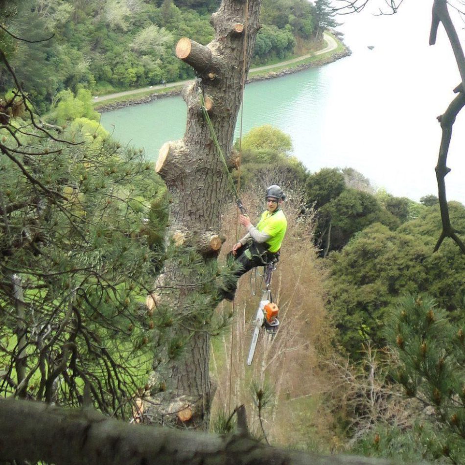 {Chartwell's Leading} Tree Cutting Professionals