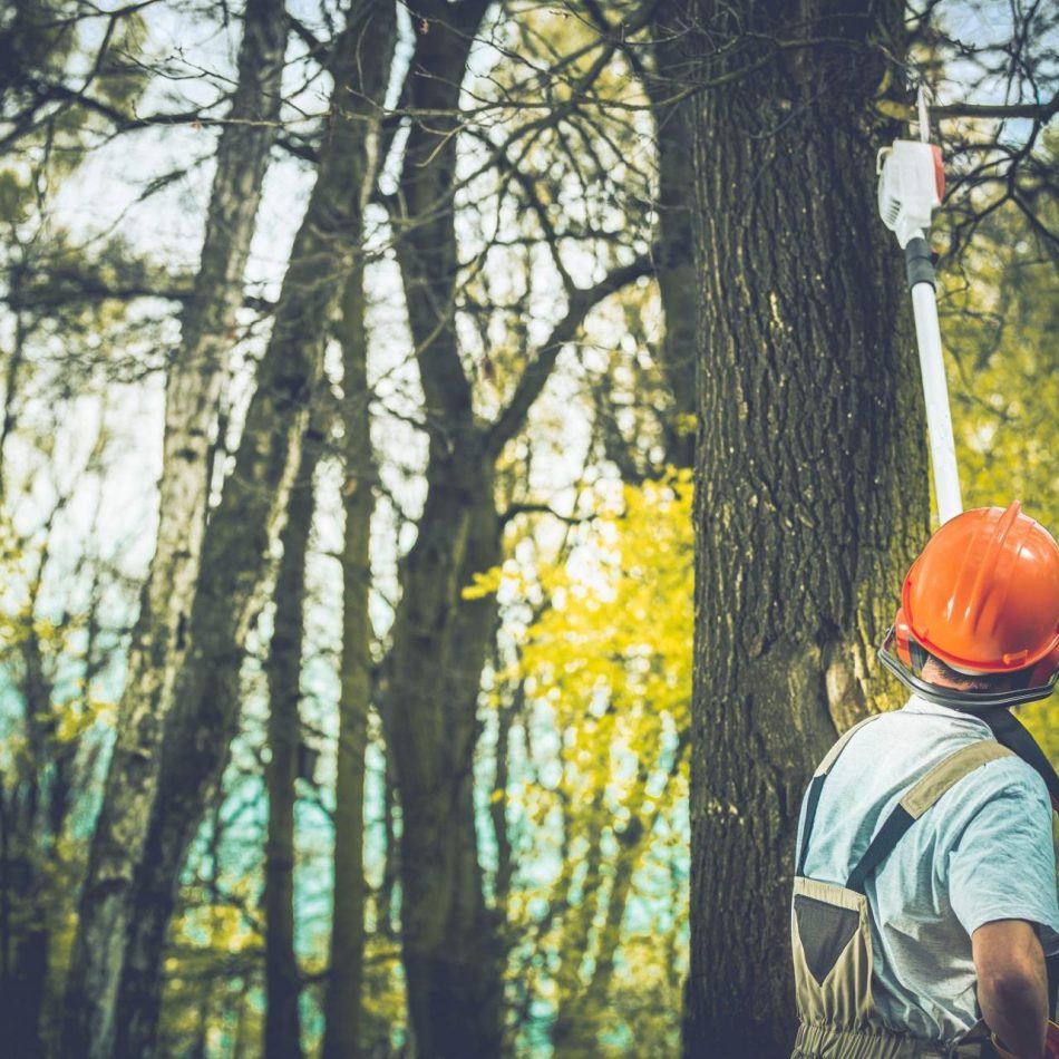 The Benefits of Hiring an Expert Chartwell Tree Pruning Company