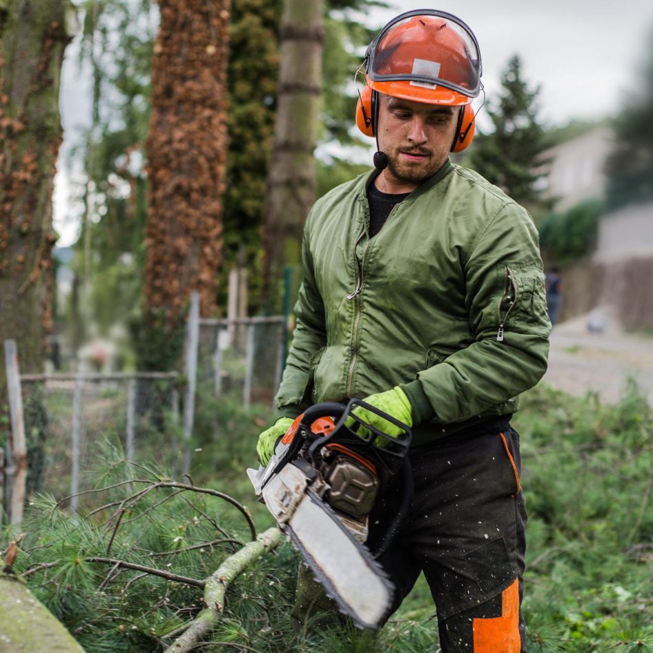 Flagstaff's Approach to Tree Services