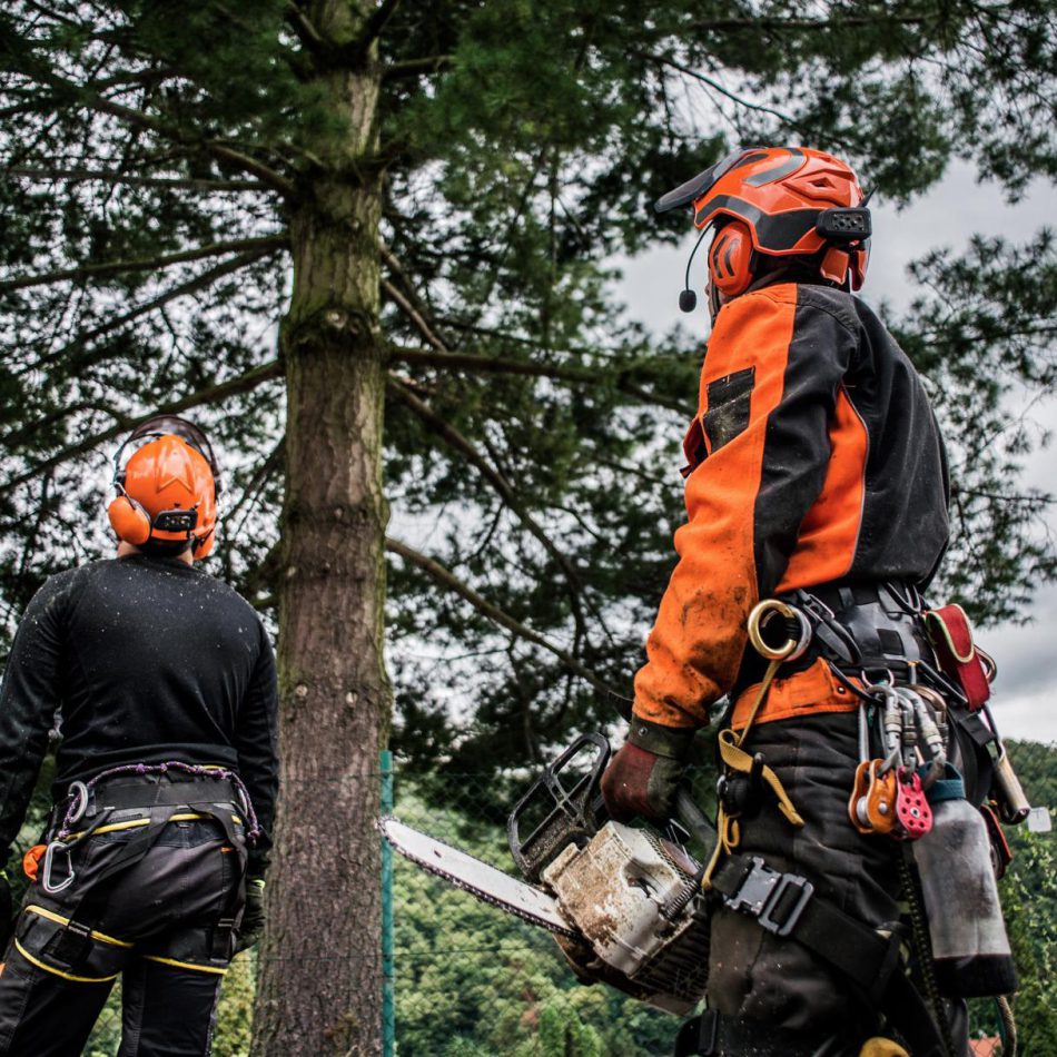 How to Find the Right Chartwell Tree Pruning Services