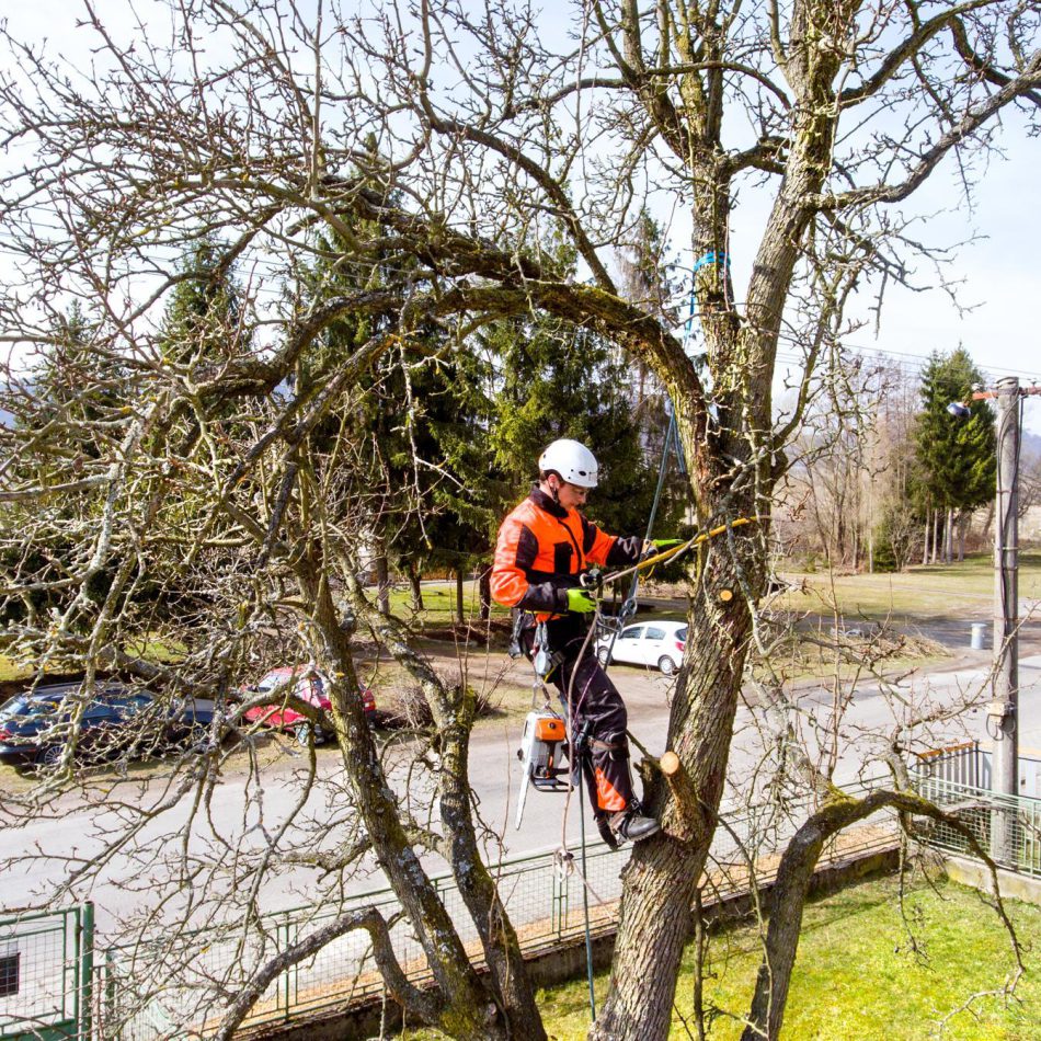 Chartwell Tree Cutting Specialists
