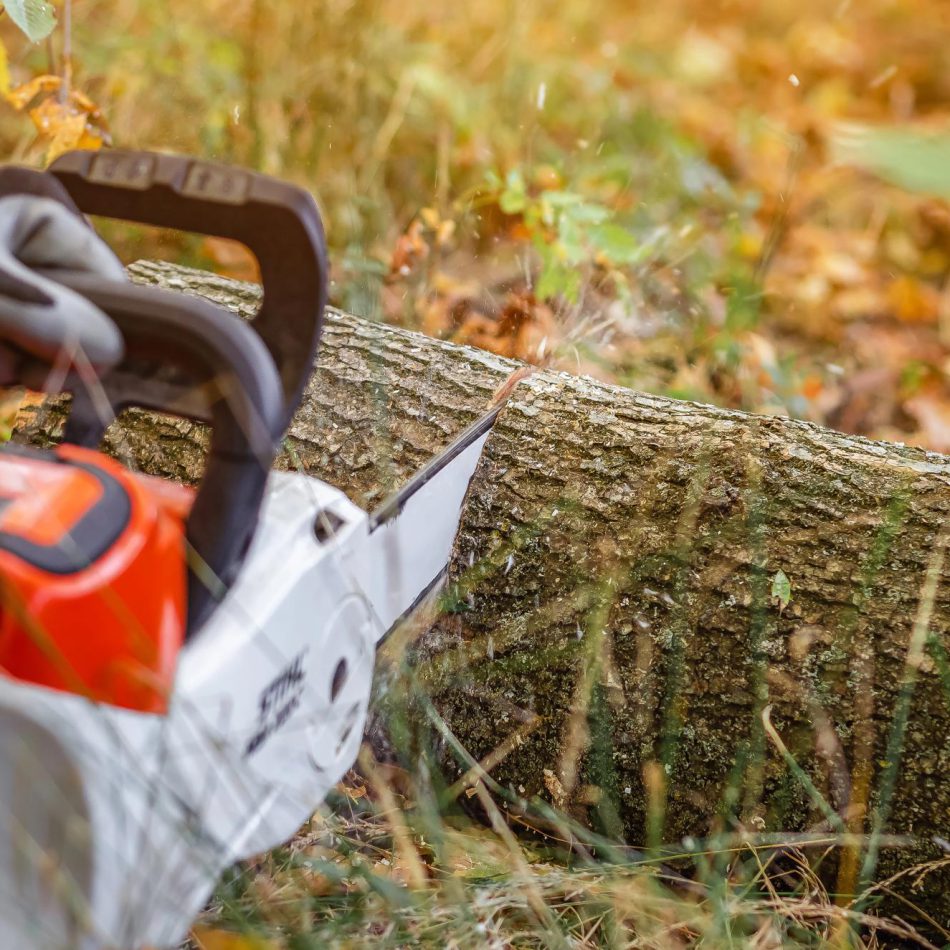 {Hamilton's Highly Recommended} Tree Felling Services