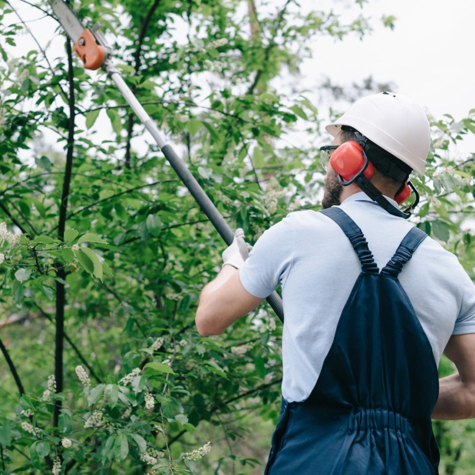 Finding the Right Tree Care Services in Flagstaff