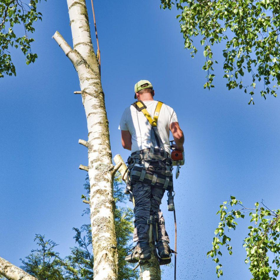 Our Tree Pruning Process in Chartwell